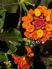 Copestylum fornax