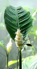 Goeppertia warszewiczii