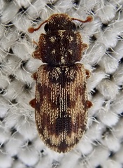 Synchita undata