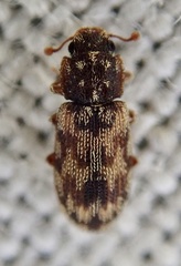 Synchita undata