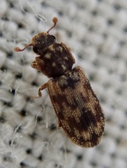 Synchita undata
