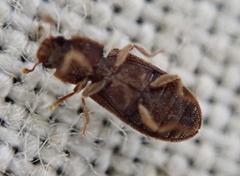 Synchita undata