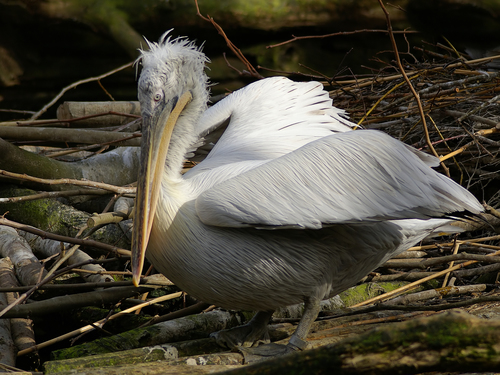 Dalmatian Pelican
