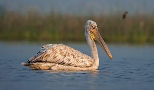 Dalmatian Pelican