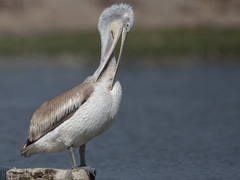 Dalmatian Pelican photo 5
