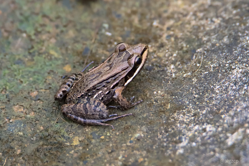 Mexican White-lipped Frog, Leptodactylus fragilis