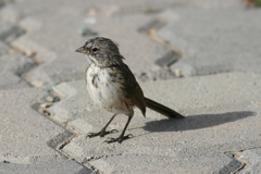 Artemisiospiza belli clementeae