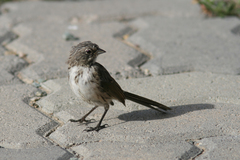 Artemisiospiza belli clementeae