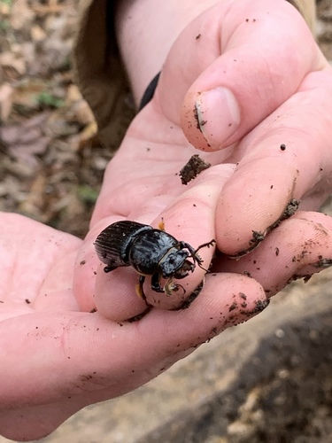 Bess beetle