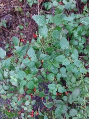 Urtica dioica