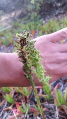 Platanthera michaelii