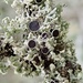 Fringed Rosette Lichen - Photo (c) Paul Cook, some rights reserved (CC BY-NC-ND), uploaded by Paul Cook