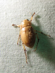 Cyclocephala guianae