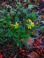 Senecio squalidus