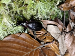Carabus irregularis