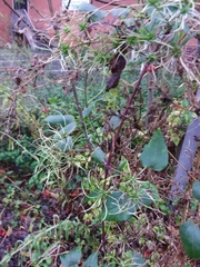 Clematis vitalba
