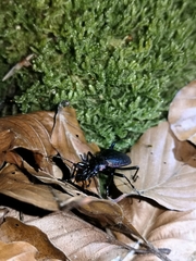 Carabus irregularis