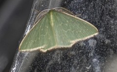 Chlorocoma melocrossa