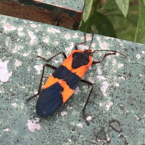 Large Milkweed Bug photographed in New York