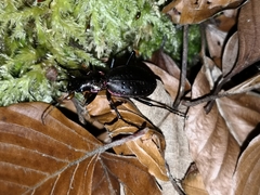 Carabus irregularis