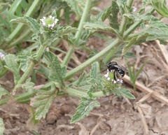 Tapinotaspis chalybaea
