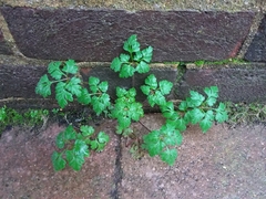 Geranium robertianum