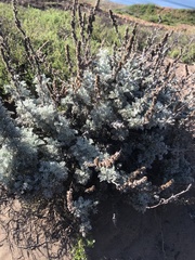 Artemisia pycnocephala