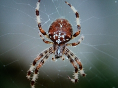 Araneus pallidus