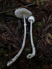 Lepiota sequoiarum