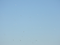 Leucophaeus pipixcan