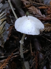 Lepiota sequoiarum