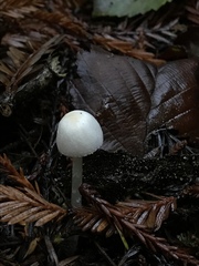 Lepiota sequoiarum