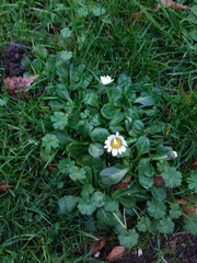 Bellis perennis