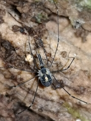 Mitostoma chrysomelas