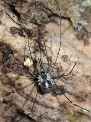 Mitostoma chrysomelas