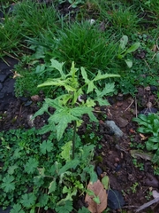 Sisymbrium officinale
