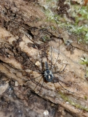 Mitostoma chrysomelas