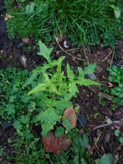 Sisymbrium officinale