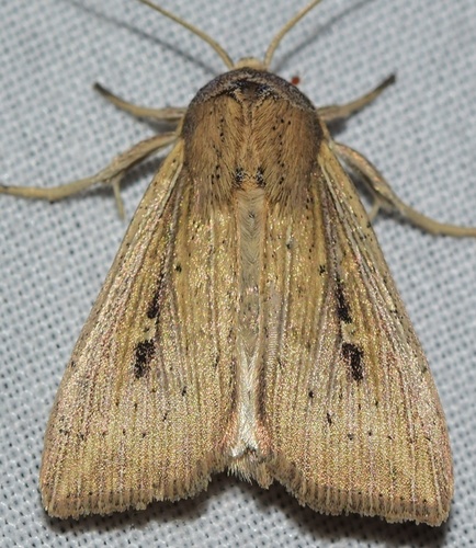 Leucania joannisi Boursin & Rungs, 1952