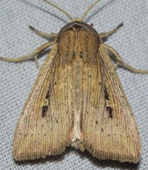 Leucania joannisi