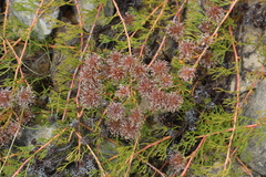 Serruria effusa