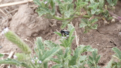 Tapinotaspis chalybaea