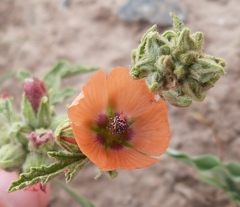 Sphaeralcea cordobensis