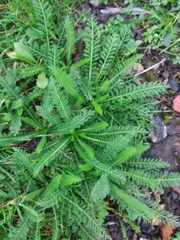 Achillea millefolium