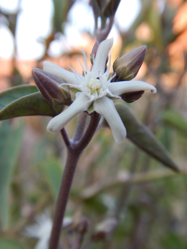 Image of Cynanchum floribundum by (c) Steve Doyle, some rights reserved (CC BY)