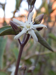 Cynanchum floribundum
