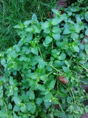 Stellaria media