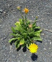 Calendula officinalis