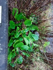 Bergenia