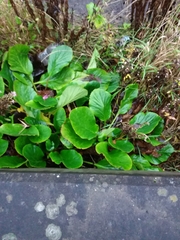 Bergenia